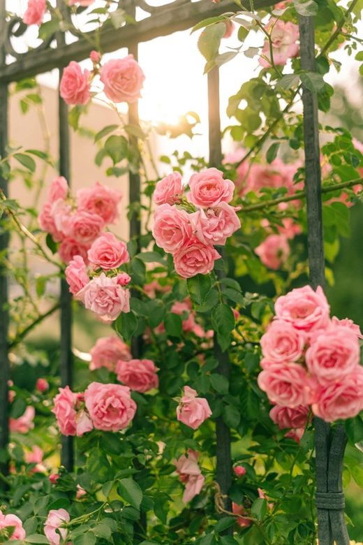 🌹✨ ÉS L’HORA DE PLANTAR ROSERS! ✨🌹