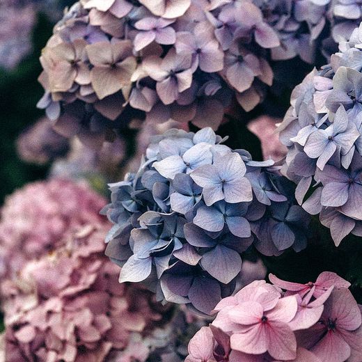 🔵🌸 Per què les hortènsies canvien de color?