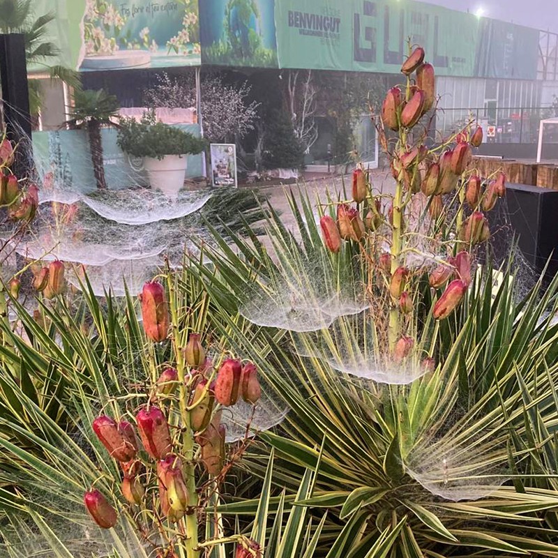 La màgia de la natura es troba en els petits detalls.