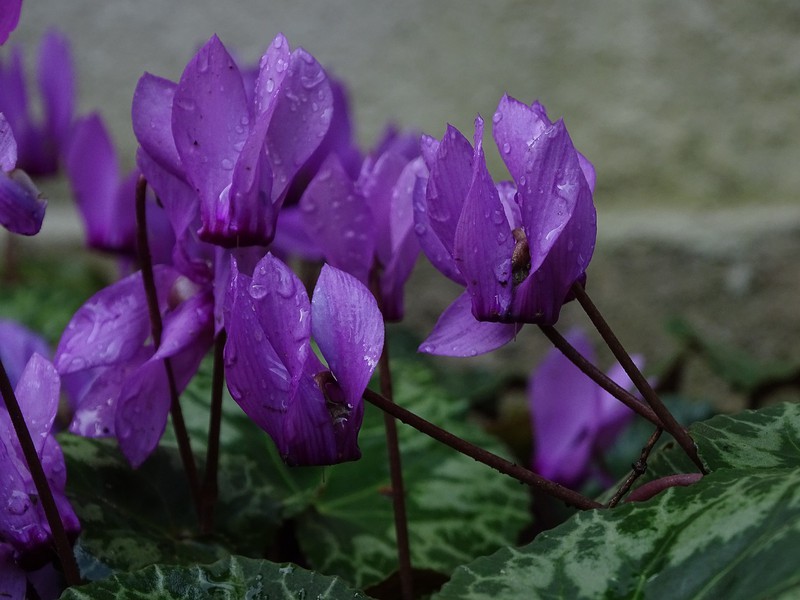 🌸 Ja has plantat ciclàmens?