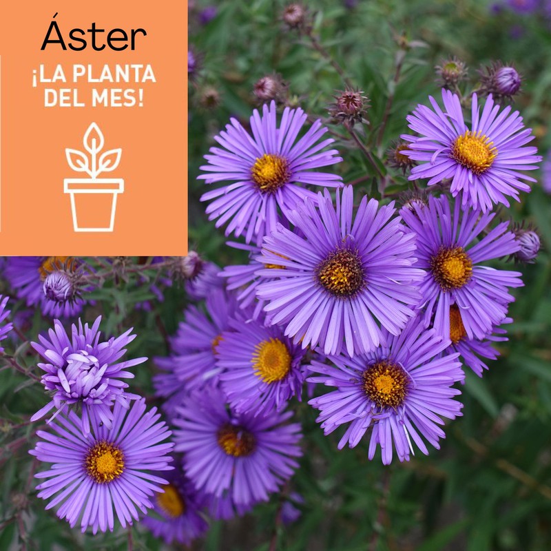 Aster: L'Estrella del Jardí de Tardor 🌸