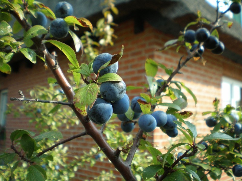 🏡🍑 Collir fruita a casa? Sí, i tant! 🍒🌳