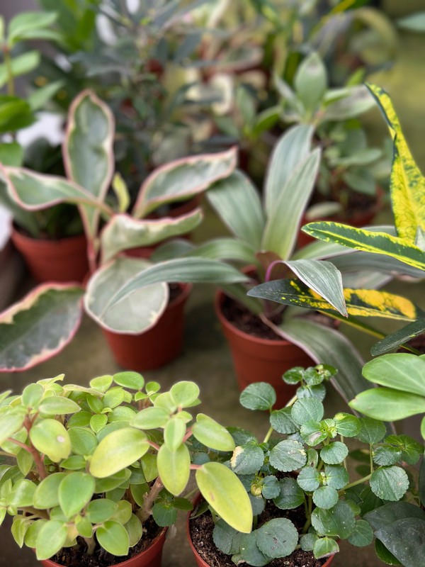 📢 Alerta tendència! 🌱 Les miniplantes arriben per quedar-se!