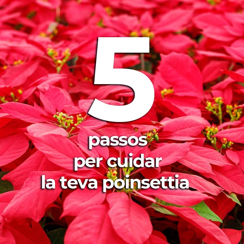 🌟 5 passos per cuidar la teva poinsettia (flor de Nadal) 🌟