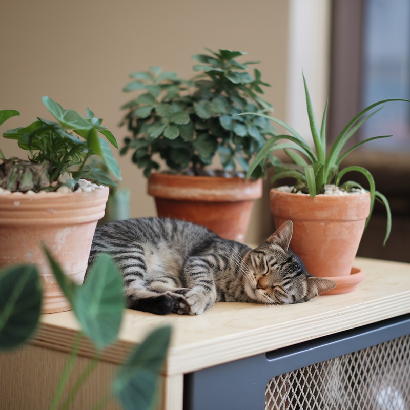 Les teves plantes en test s'assequen ràpid? 🌱💧