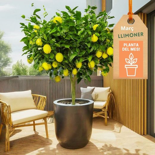 LLIMONERS EN TEST: ESSÈNCIA MEDITERRÀNIA A CASA! 🌿🍋