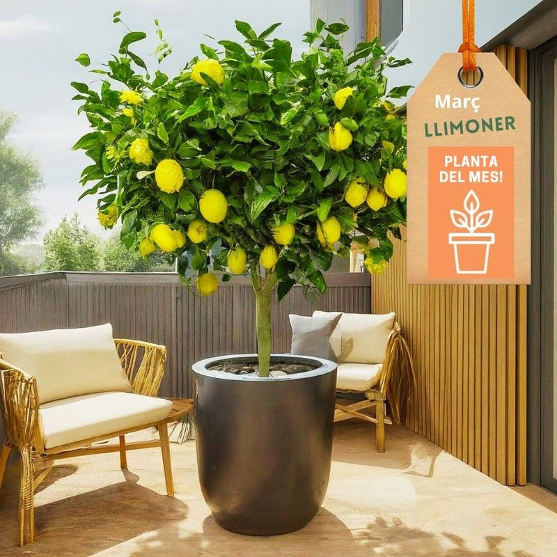 LLIMONERS EN TEST: ESSÈNCIA MEDITERRÀNIA A CASA! 🌿🍋