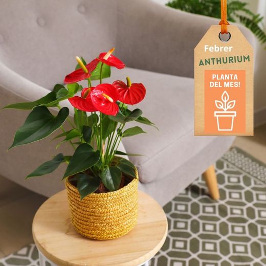🌸✨ Anthurium: L’elegància tropical que enamora! ❤️🌿