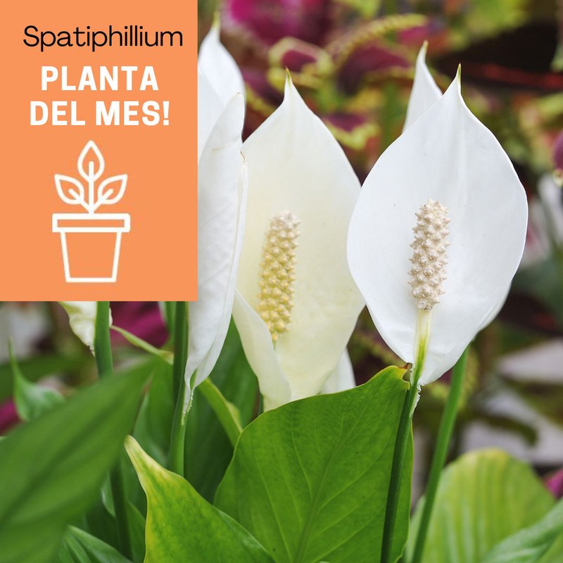 "🌿✨ Tot sobre el Spathiphyllum 🌿✨