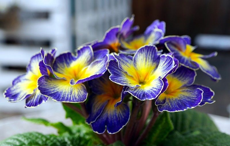 🌸 Prímules: l'alegria de la primavera! 🌸