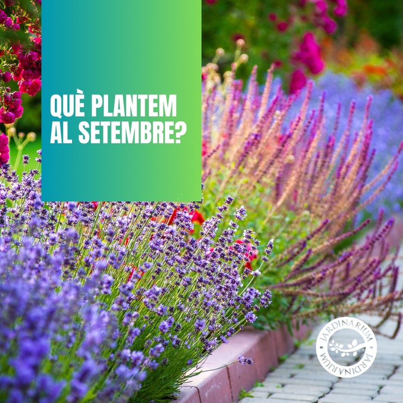 Setembre és ideal per plantar i preparar espais verds per a la temporada que ve.