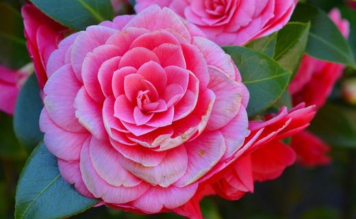🌸 CAMÈLIES: L’ELEGÀNCIA QUE FLOREIX A L’HIVERN! 🌸