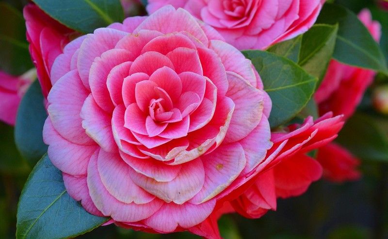 🌸 CAMÈLIES: L’ELEGÀNCIA QUE FLOREIX A L’HIVERN! 🌸