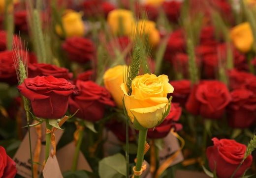 🐉✨ Aquest Sant Jordi, no regalis una rosa qualsevol. Regala una història.