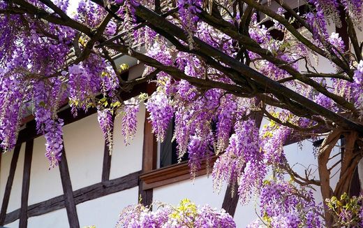 🌿 La màgia de la glicina a la primavera! 💜✨ / ¡La magia de la glicina en primavera! 💜✨