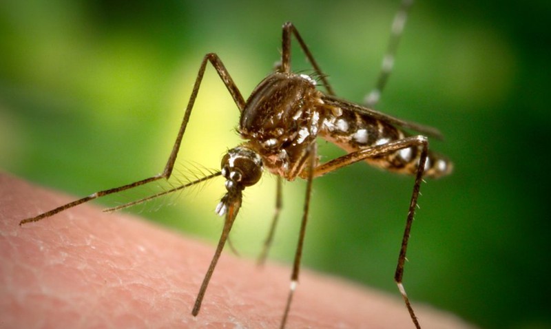 Mosquitos en verano: Cómo combatirlos con los productos de Thermacell