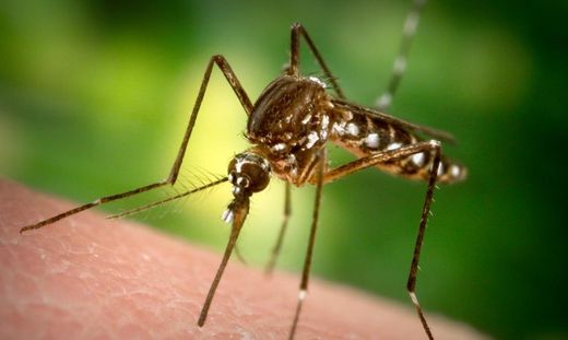 Mosquitos en verano: Cómo combatirlos con los productos de Thermacell