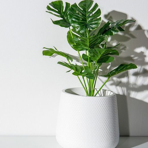 🌿✨ Transforma casa teva en un oasis verd amb l'exclusiva Monstera Deliciosa! ✨🌿