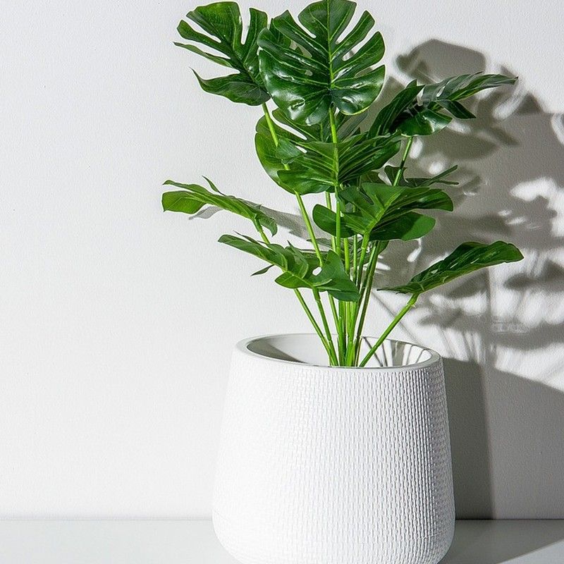 🌿✨ Transforma casa teva en un oasis verd amb l'exclusiva Monstera Deliciosa! ✨🌿