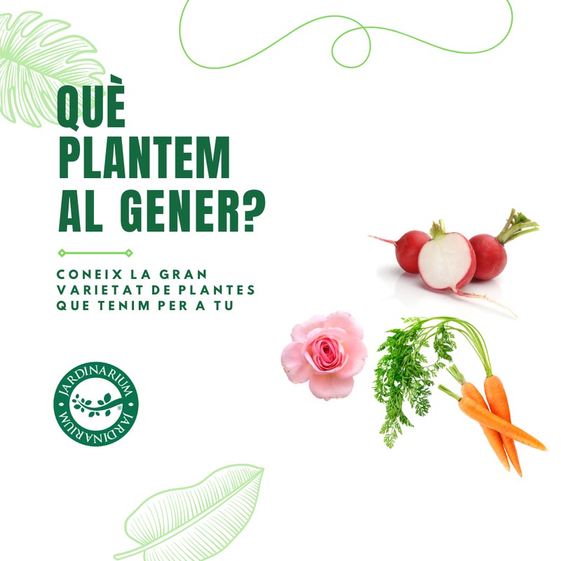 🌱✨ QUÈ PLANTAR AL GENER? ✨🌸