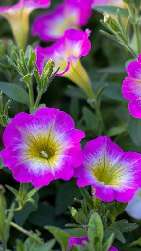 🌿 Vols un jardí increïble aquesta primavera? 🌿