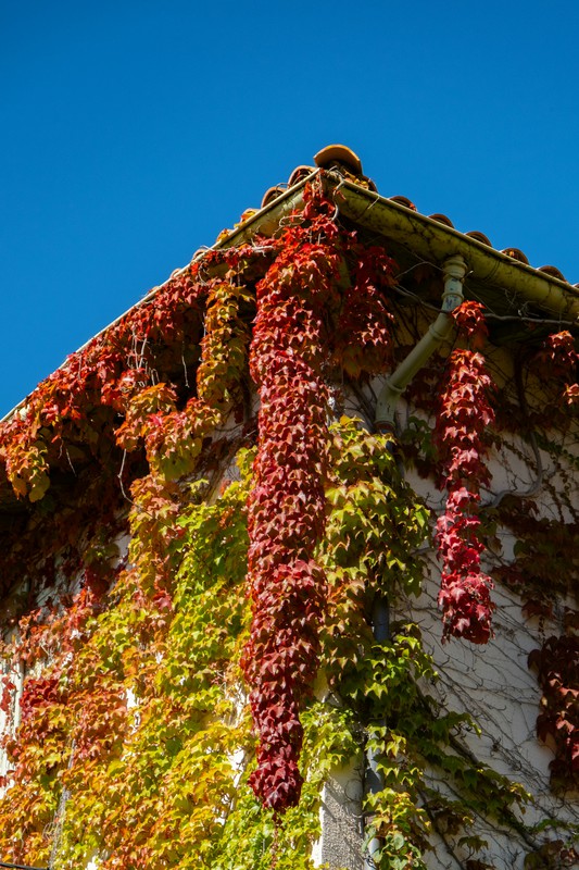 🍂✨ La tardor pinta casa teva amb els colors més vibrants! ✨🍂