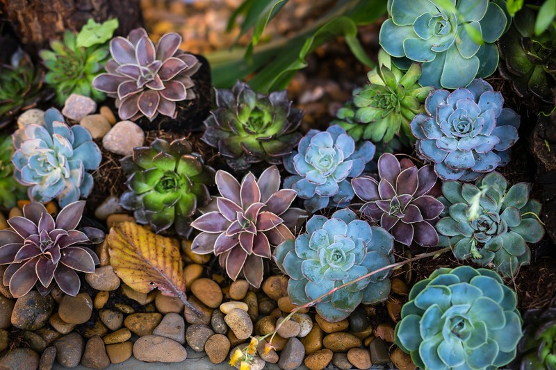 🌵 Plantes crasses a l'hivern: resistents, però no immortals! 🌨️