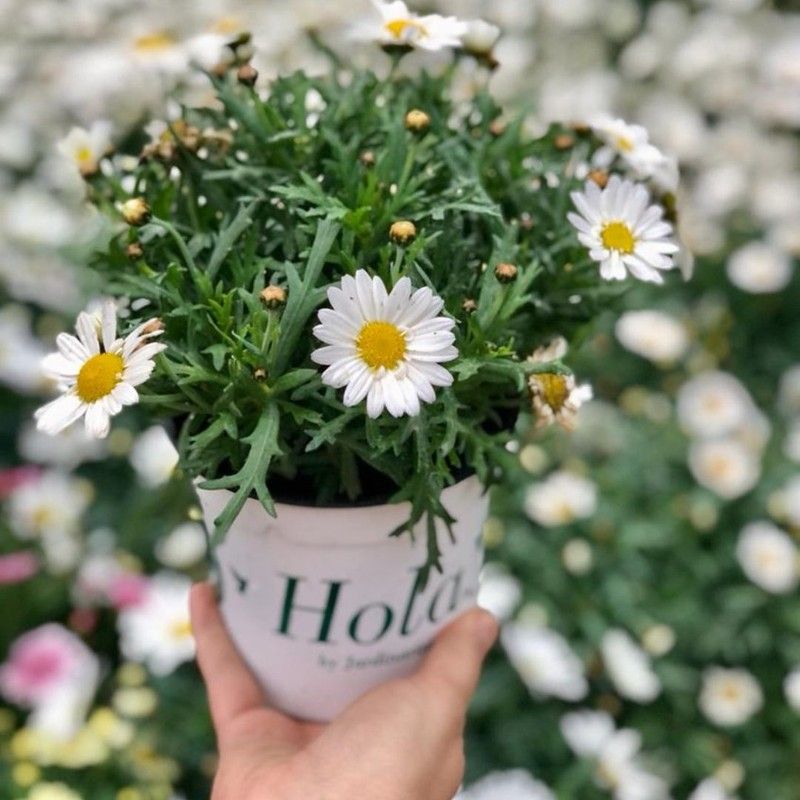 🌸🌿 LA PRIMAVERA JA ÉS AQUÍ! OMPLIM-HO TOT DE COLOR! 🌞✨