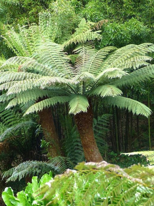 🌿 Dos tresors pel teu jardí ombrívol