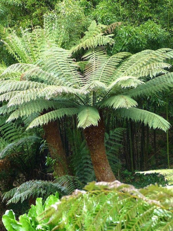🌿 Dos tresors pel teu jardí ombrívol