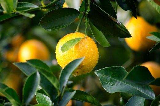 🍊✨ Cítrics en test: aroma, color i encant mediterrani a casa!