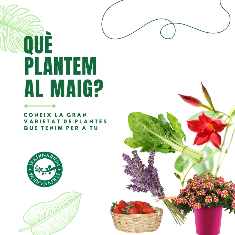 QUÈ PUC PLANTAR ARA?