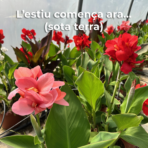 L'estiu comença sota terra
