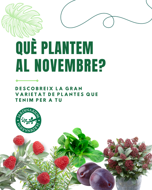 Novembre: el mes perfecte per seguir plantant 🌿✨