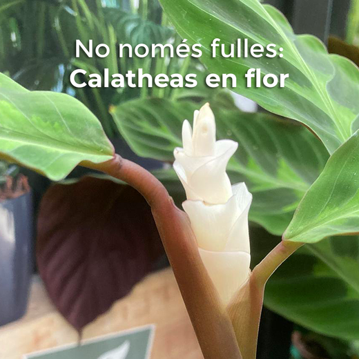 Sabies que les Calatheas també fan flor? 🌸