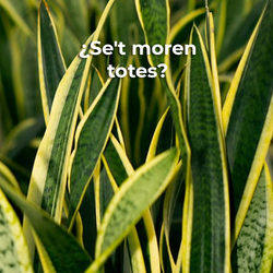 El 90% falla amb les plantes… i gairebé sempre pel mateix.