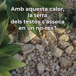 Amb aquesta calor, la terra dels testos s’asseca en un no-res?