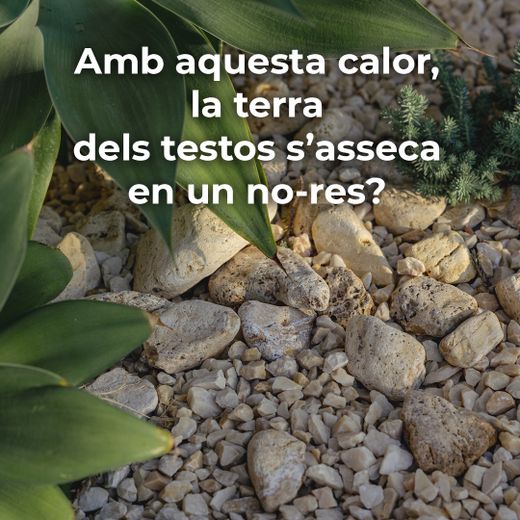 Amb aquesta calor, la terra dels testos s’asseca en un no-res?