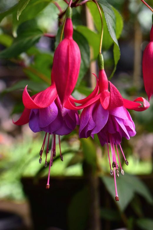 ✨ ¿Quieres fucsias que te dejen sin aliento esta temporada? ✨