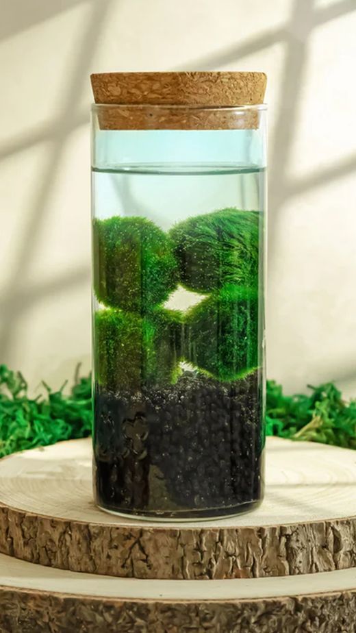 🌱💚 LA BOLA VERDA MÉS VIRAL DEL MÓN! 💚🌱