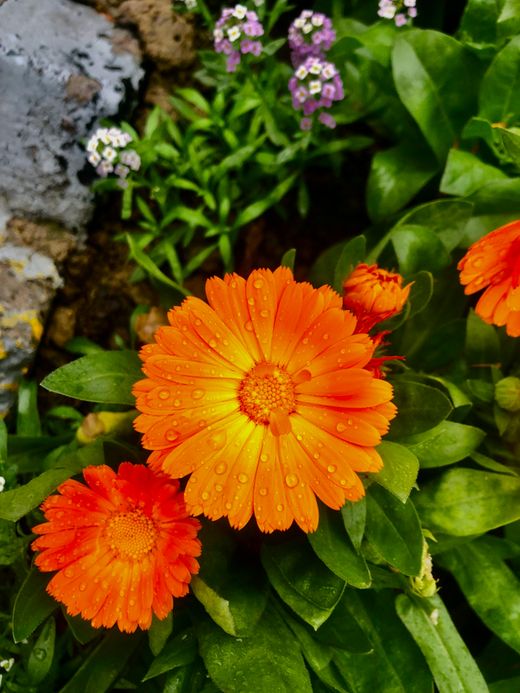🌼 Coneixes la calèndula?