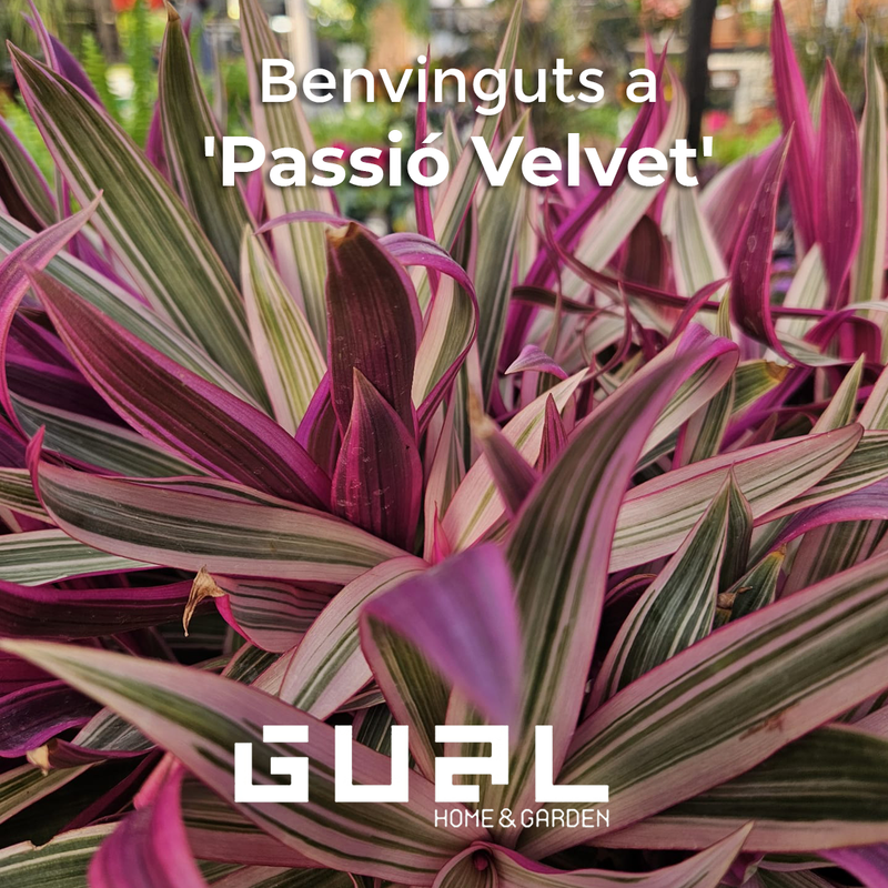 Velvet, misteri, passió... Benvinguts a 'Pasió Velvet'! ✨