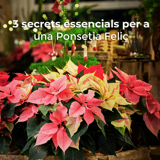La Ponsetia, l'Estrella del Nadal!
