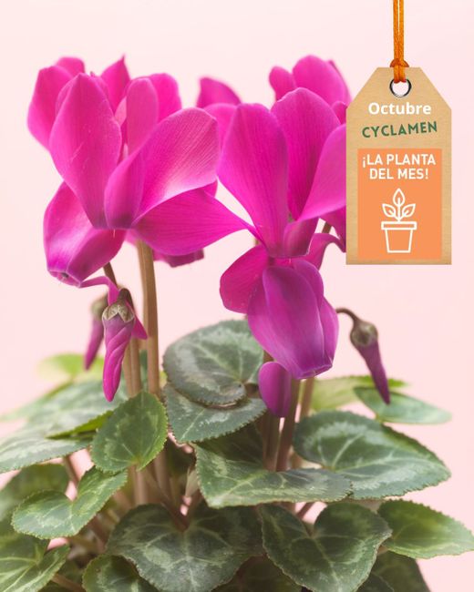 🌸 Cyclamen: el Toque Elegante del Otoño e Invierno 🌸