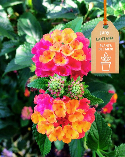 🌺 LANTANA CAMARA: Esclat de color i resistència!