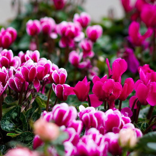 CYCLAMEN: El 'POP' de Color de la Teva Tardor 🍂🌸