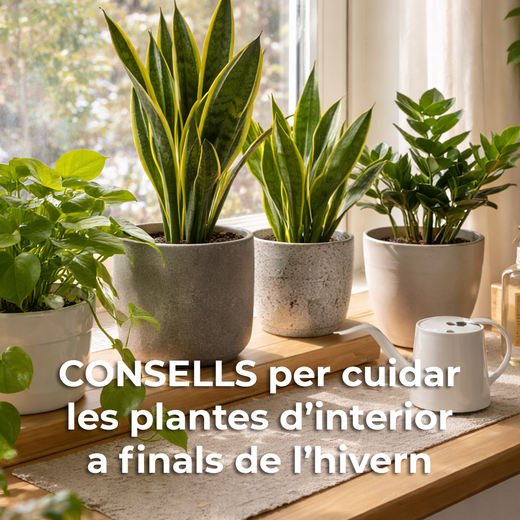 Plantes d’interior a finals d’hivern: com cuidar-les abans de la primavera