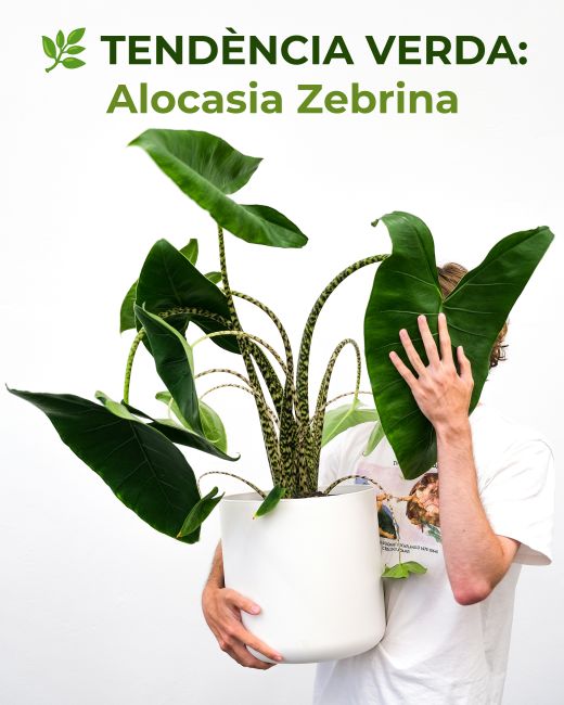 🌿✨ TENDÈNCIA VERDA: Alocasia Zebrina ✨🌿