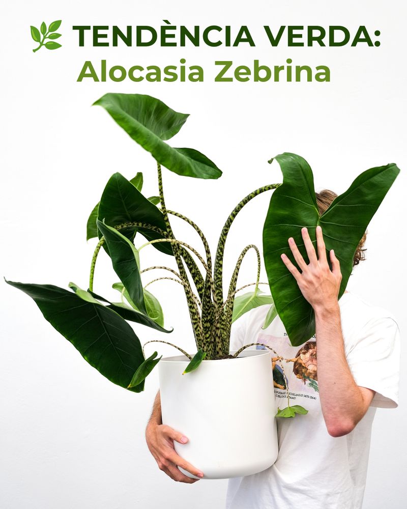 🌿✨ TENDÈNCIA VERDA: Alocasia Zebrina ✨🌿