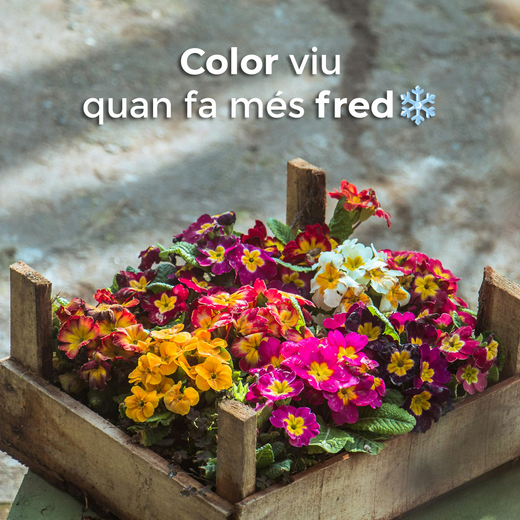 Color viu quan fa més fred❄️